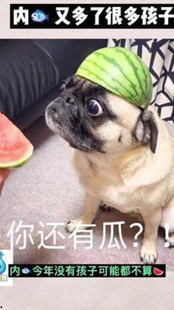 娱乐吃瓜酱猫猫护孩子,猫猫护子心切，温馨瞬间感动网友